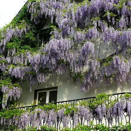 Elektro-hotel Rosenhaus Gmbh 3* فلبرت