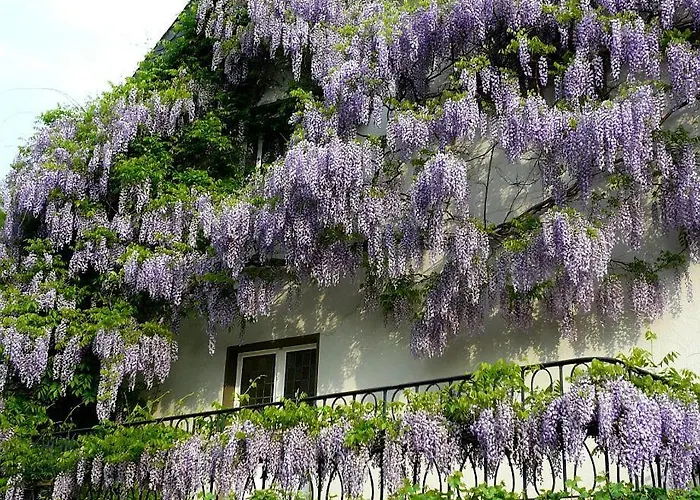 Elektro-hotel Rosenhaus Gmbh 3* ולברט